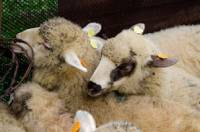 Средностаропланинските овце са от изчезваща стара българска порода, отглеждана навремето в Балкана