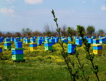 Изплатиха 3,4 млн. лева за пчелни семейства