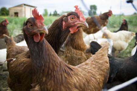 Нараства броят на отглежданите у нас кокошки