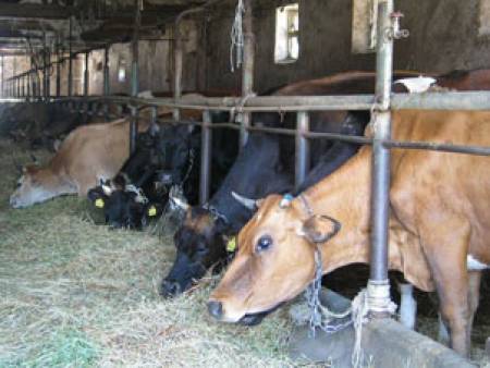 Животновъдите ще получат субсидии за мляко