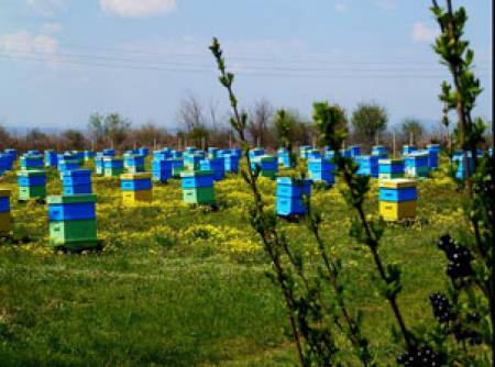 Пчеларската година започва с преглед на кошерите