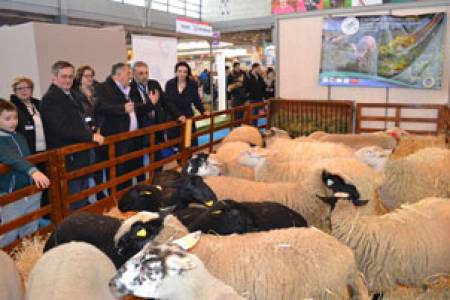 Французи представят в Сливен нови породи овце