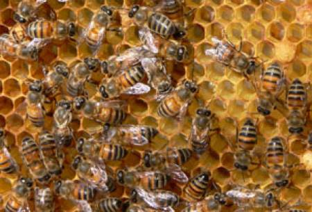 Обявиха кандидатите за финансиране по пчеларската програма