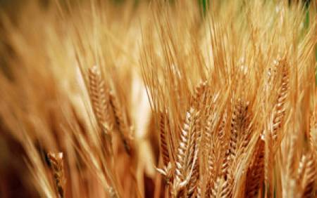 Хлебната пшеница тръгва от 250 лева за тон