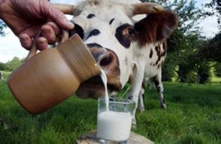 ЕС с инструкции към българските крави: Ще има награда за по-малко мляко