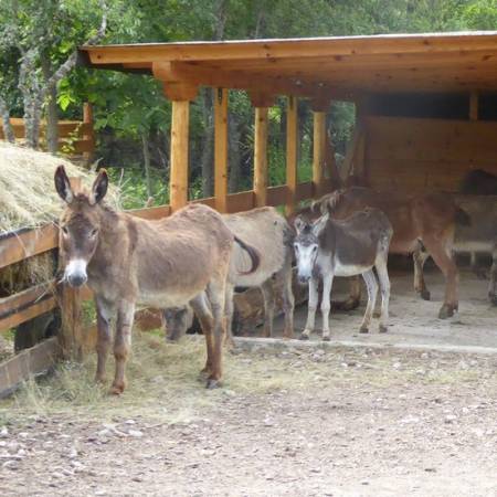 В Баничан отваря обори първият у нас приют за магарета