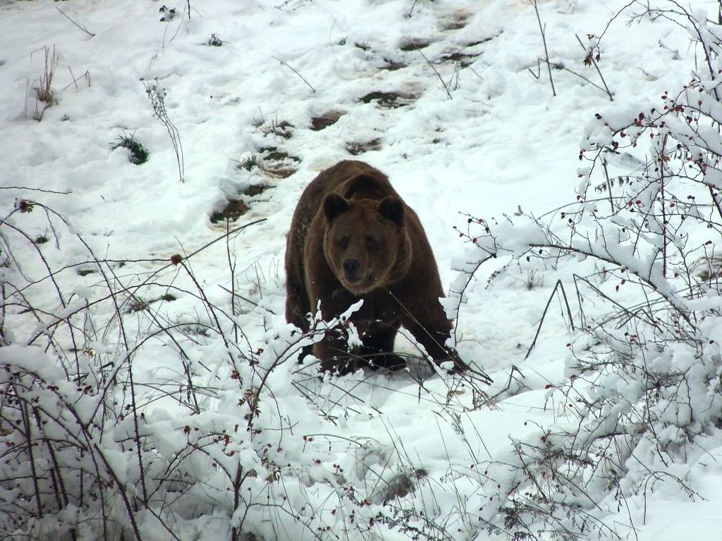 Някои мечки в парка в Белица заспиват за първи път в живота си