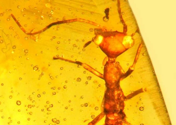 Откриха в кехлибар неизвестно за науката насекомо