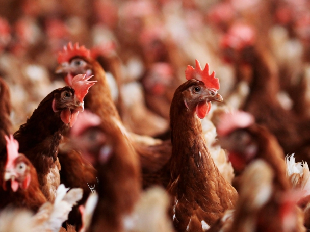 Русия ограничава вноса на пилешко месо от ЕС