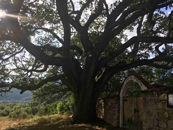 600-годишен зимен дъб в трънско село се бори за европейско дърво на годината