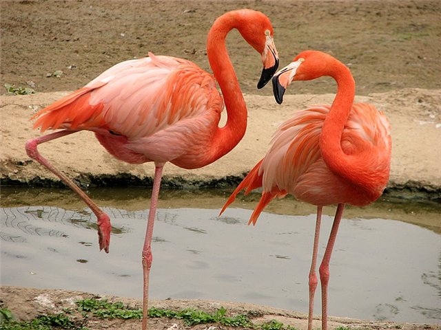 Язовир "Студен кладенец" привлича все повече розови фламинги