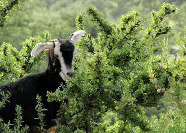 Във Велики Преслав забраниха на козите да пасат млади фиданки