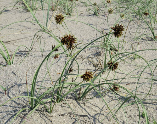 Пясъчни дюни и скални местообитания може да се видят и в Русе