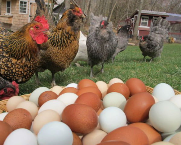 Птицевъди задигнаха яйца и пилешки бутчета