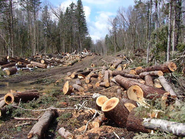 Неизвестни са отсекли и нарязали на метровки 45 дървета в Малка Верея