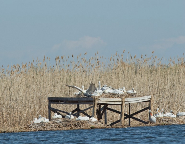 Пеликаните в резервата „Сребърна“ започнаха да свиват гнезда