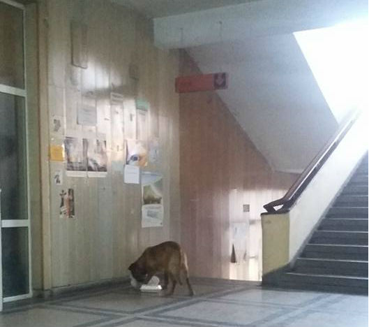 Потрес: Бездомно куче щъка из пернишката болница като у дома си