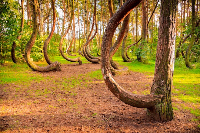 Любопитно! Защо са криви дърветата в Кривата гора край полския град Грифино