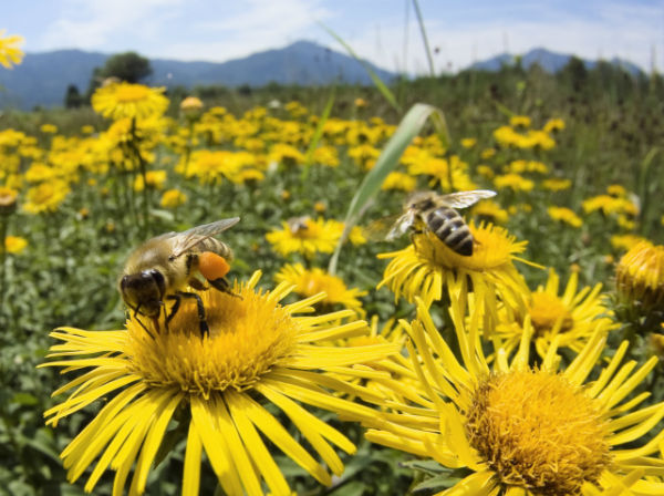 Пчеларите излизат на протест срещу използването на три пестицида