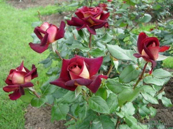 Деца ще засадят на Цветница 1000 рози в София