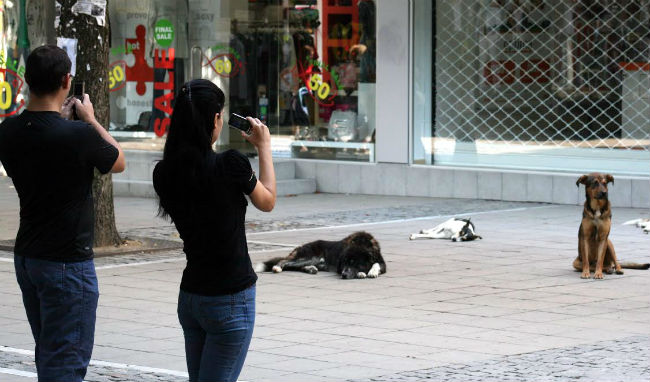 Нечувана жестокост: В Благоевград заляха с бензин болно куче и го запалиха