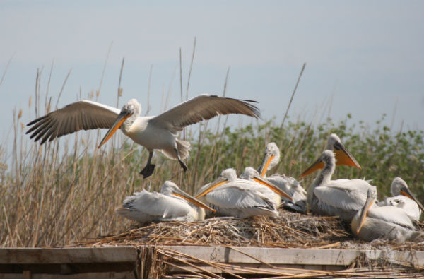Къдроглавите пеликани в "Сребърна" завъдиха потомство