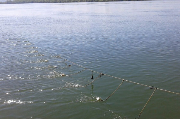 Инспектори от ИАРА са иззели 380 незаконни куки за улов на есетрови риби