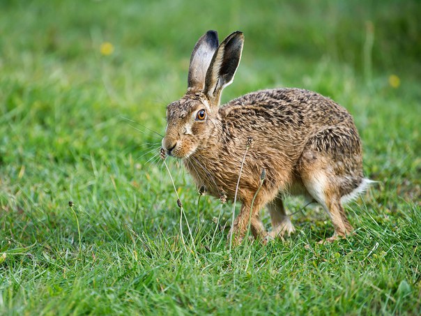 След преброяването на дивите зайци в Добричко - дългоухите намаляват