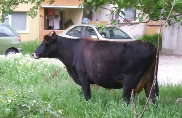Крави, хора и автомобили съжителстват мирно в кърджалийски квартал