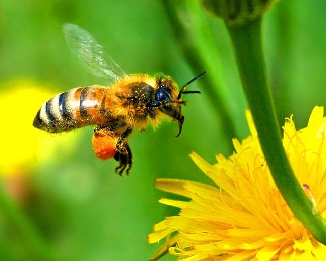 И пчелите днес имат празник