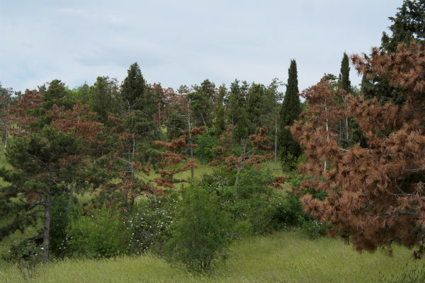Коварна гъба унищожава боровете в българската гора
