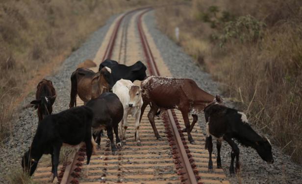 Влак натръшка 14 крави край Пловдив