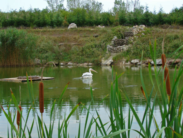 Юрта ще приютява водоплаващите птици в Добрич