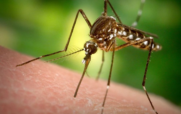 ОЛАФ ще проверява поръчка за броенето на комарите по Дунав