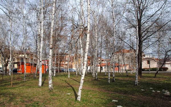 Подписка настоява за запазване на брезовата гора в Кюстендил