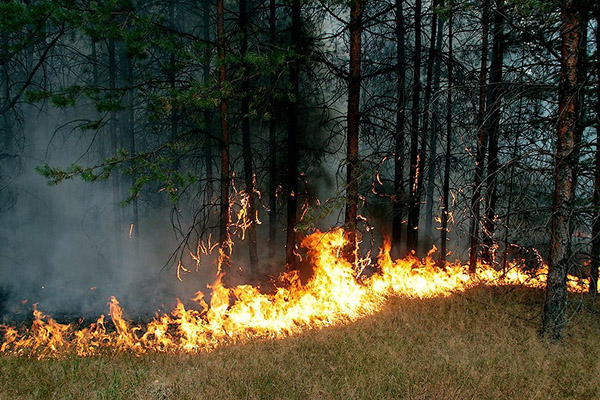 Как да не подпалим гората