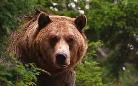 Какво да правим, ако срещнем мечка в гората