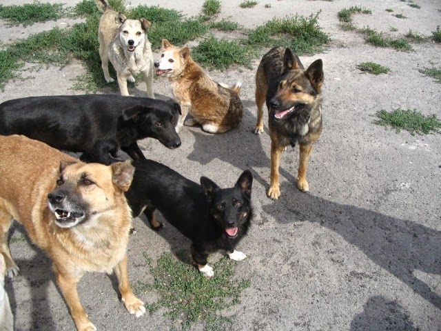 Започна кампания за залавяне на безстопанствени и скитащи из Витоша кучета