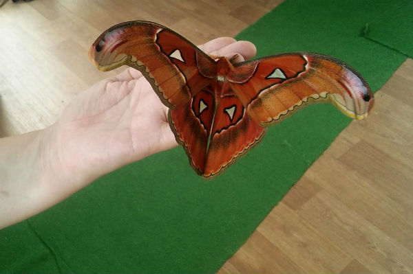 В Бургас полетя най-голямата пеперуда в света