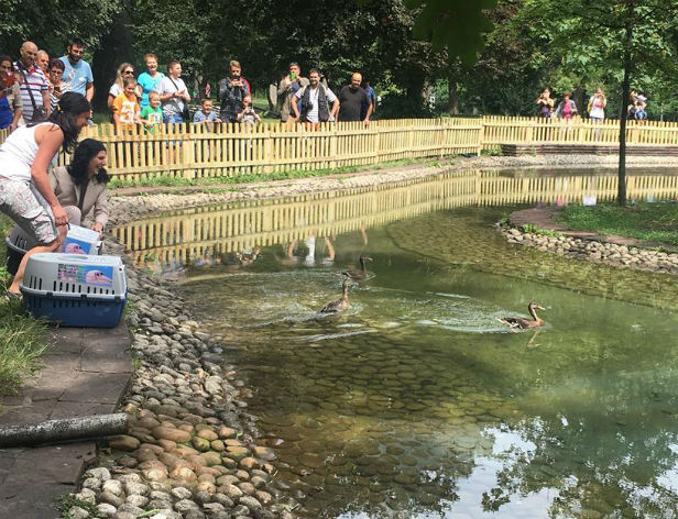 Пет зеленоглави патета заплуваха в "Патешкото езеро" в Борисовата градина