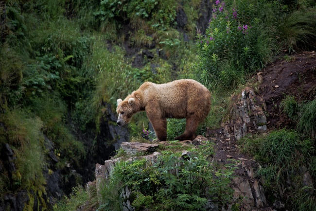 Край на спекулациите: Няма „внос“ на румънски мечки в България