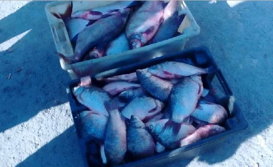 Само за два дни от ИАРА конфискуваха 80 кг риба
