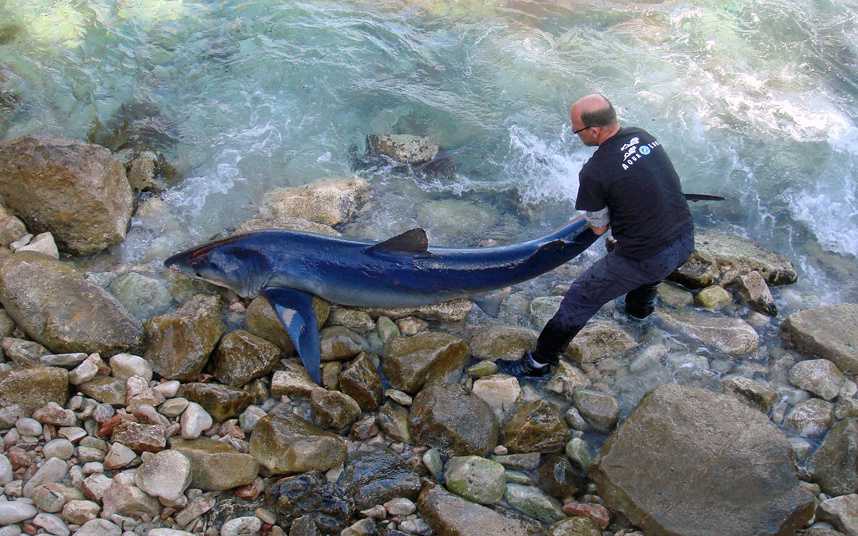 Ето това се казва улов! Черногорски рибари хванаха акула с рекордна големина