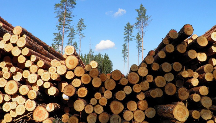 Сливенски ветерани от войните получават безплатни дърва за огрев