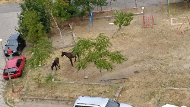 Възмутително! Детска площадка в Сопот се превърна в... пасище за коне