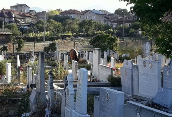 Възмутелно: Коне тъпчат и опасват... велинградските гробища