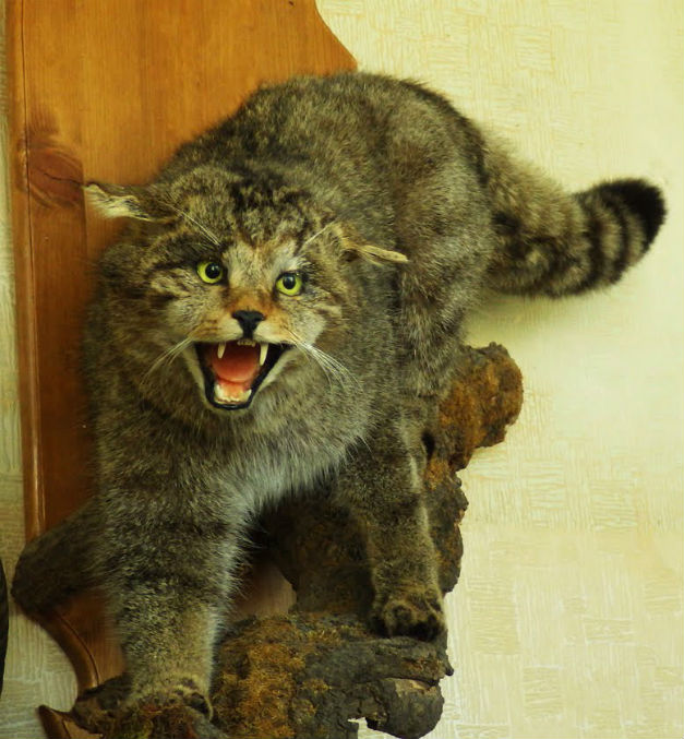 В Смолянско предотвратиха продажбата на препарирана дива котка