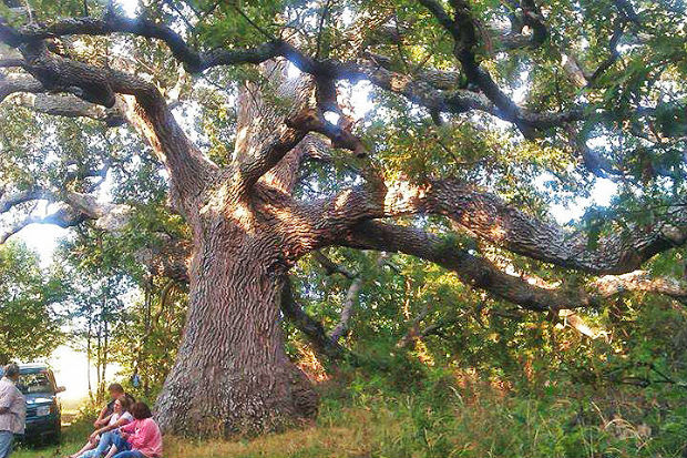 Дъбът на св. Иван Рилски е най-старият сред финалистите за конкурса „Дърво с корен 2017“