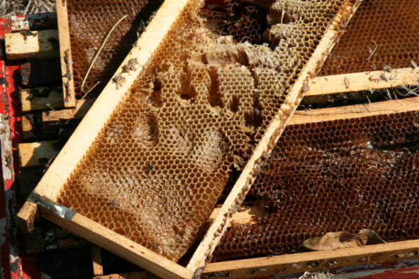 Мечка с малко мече разбиха 12 кошера и опропастиха 240 кг мед в Дженда балкан