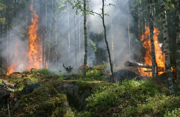 Наградиха близо 500 горски служители, участвали в битката с огнената стихия в Пирин